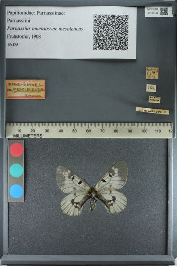 Media type: image; Entomology 180144